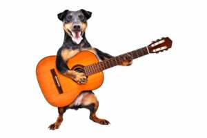 Funny Dog Taking Private Guitar Lessons